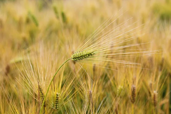 Kore Arpası — Stok fotoğraf