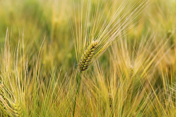 Kore Arpası — Stok fotoğraf