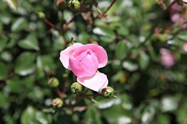  Kore parkında bir çiçek.