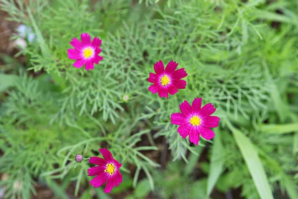 韓国公園の花です — ストック写真