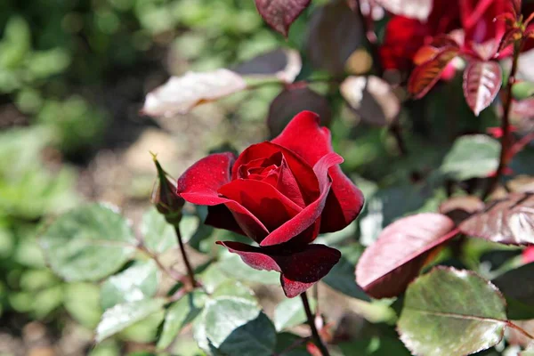 Uma Flor Parque Coréia — Fotografia de Stock