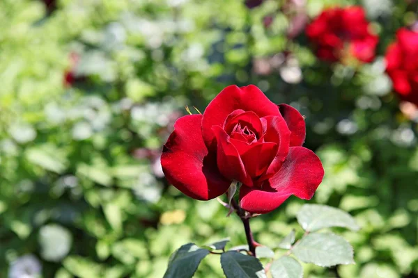 Uma Flor Parque Coréia — Fotografia de Stock