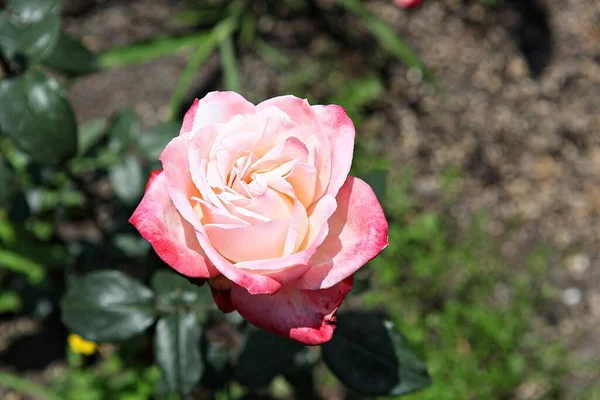 Uma Flor Parque Coréia — Fotografia de Stock