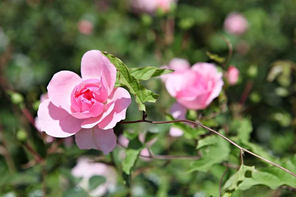 Uma Flor Parque Coréia — Fotografia de Stock