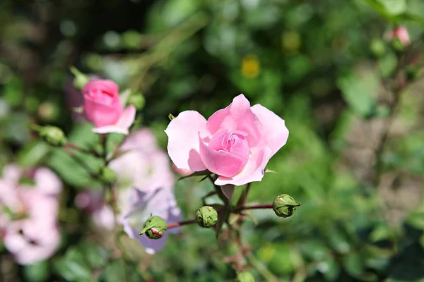 Uma Flor Parque Coréia — Fotografia de Stock