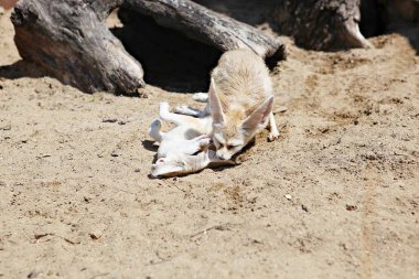 Ben Kore hayvanat bahçesinin çöl tilkisiyim.