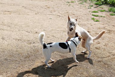 Parkta egzersiz yapan bir köpek.