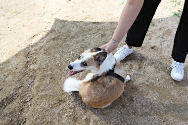 Parkta egzersiz yapan bir köpek.
