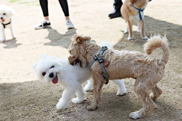 Είναι Ένας Σκύλος Που Γυμνάζεται Στο Πάρκο — Φωτογραφία Αρχείου