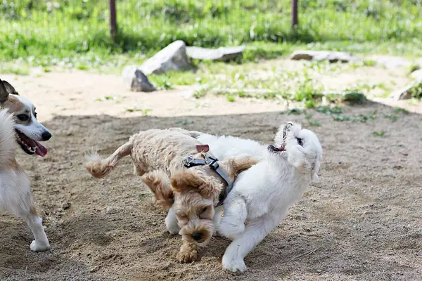 Perro Que Ejercita Parque —  Fotos de Stock