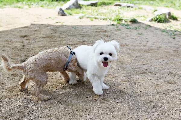 Est Chien Qui Entraîne Dans Parc — Photo