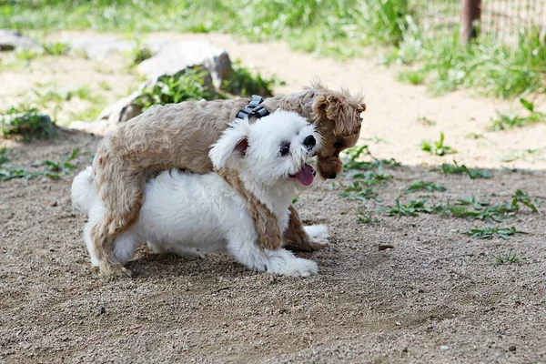 Parkta Egzersiz Yapan Bir Köpek — Stok fotoğraf