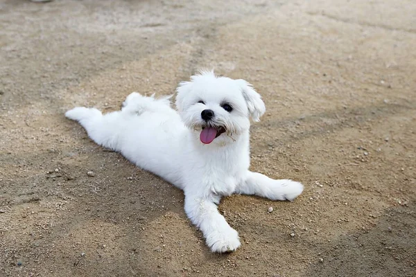 Parkta Egzersiz Yapan Bir Köpek — Stok fotoğraf