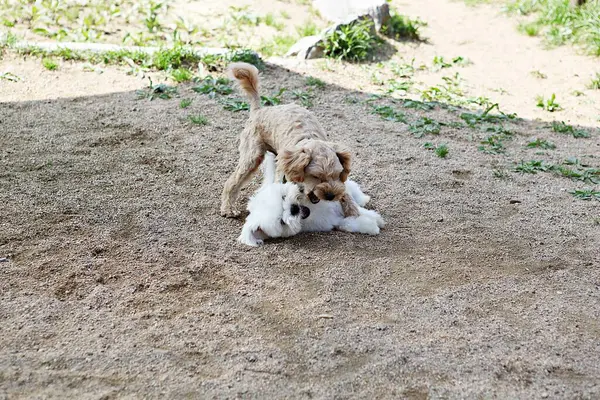 Ist Ein Hund Der Park Übt — Stockfoto