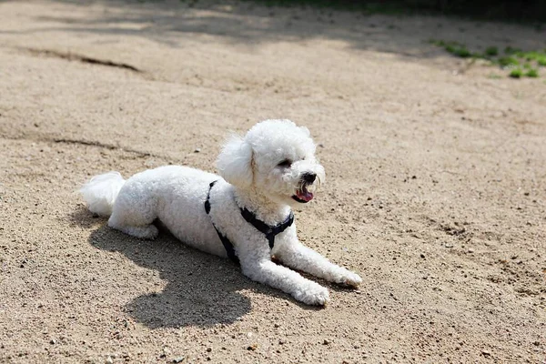 Ist Ein Hund Der Park Übt — Stockfoto