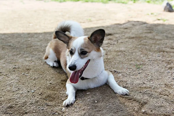 Pes Který Cvičí Parku — Stock fotografie