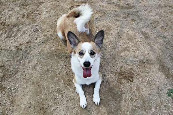 Dog Exercises Park — Stock Photo, Image