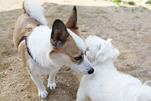 Ist Ein Hund Der Park Übt — Stockfoto