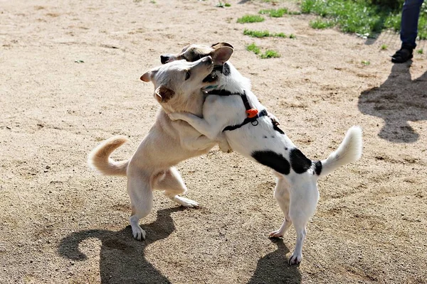 Est Chien Qui Entraîne Dans Parc — Photo