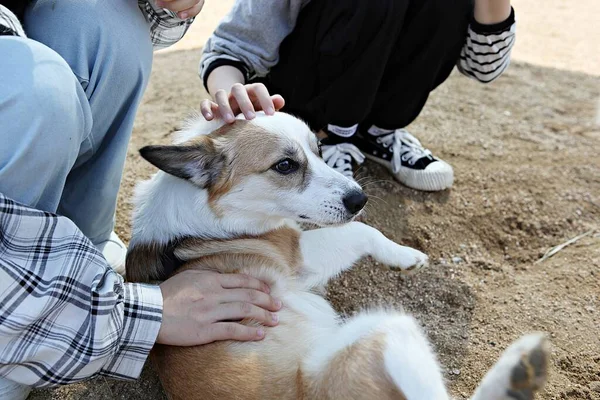 Είναι Ένας Σκύλος Που Γυμνάζεται Στο Πάρκο — Φωτογραφία Αρχείου