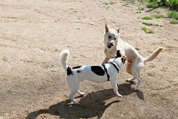 Est Chien Qui Entraîne Dans Parc — Photo