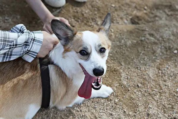 Jest Pies Który Ćwiczy Parku — Zdjęcie stockowe