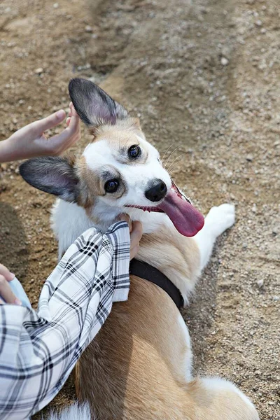 Parkta Egzersiz Yapan Bir Köpek — Stok fotoğraf