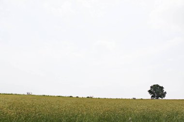  Kore 'de bir arpa tarlası.