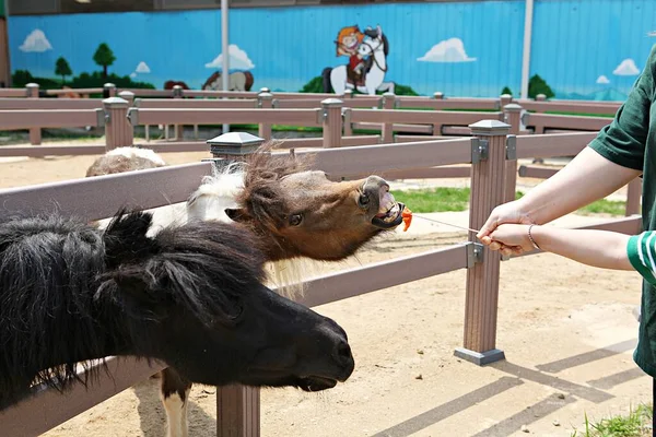 Animais Coreia Palma — Fotografia de Stock