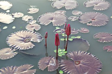 Kore parkında bir çiçek..