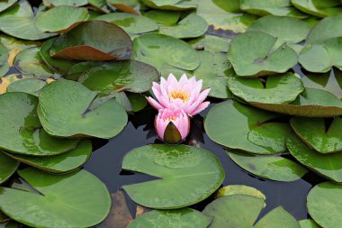 Kore parkında bir çiçek..