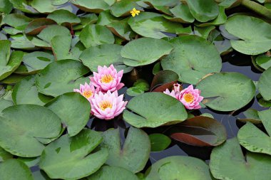 Kore parkında bir çiçek..