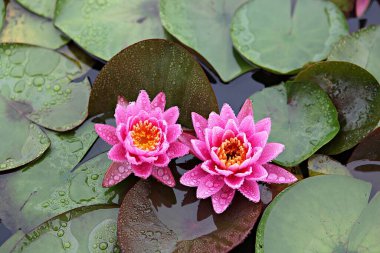 Kore parkında bir çiçek..