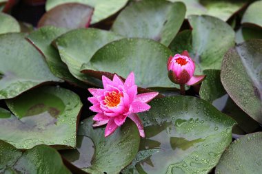 Kore parkında bir çiçek..