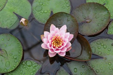 Kore parkında bir çiçek..