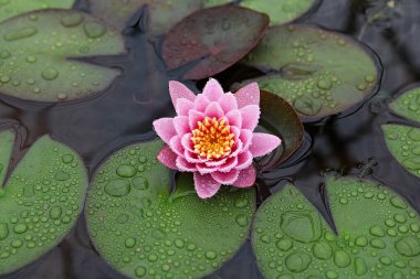 Kore parkında bir çiçek..