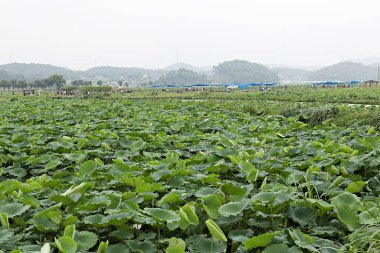 Kore parkında bir çiçek..