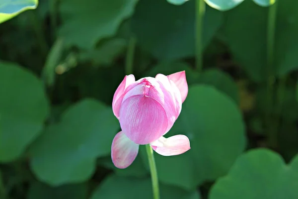 Est Une Fleur Dans Parc Coréen — Photo