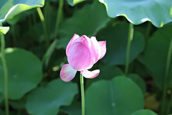韓国公園の花です — ストック写真