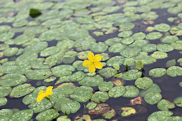 Una Flor Parque Korea —  Fotos de Stock