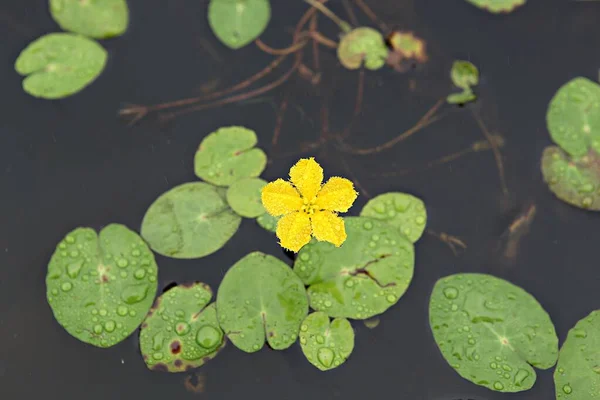 Uma Flor Parque Coréia — Fotografia de Stock