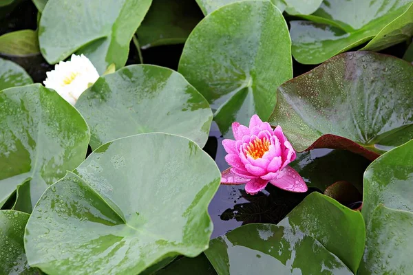 Flower Korea Park — Stock Photo, Image