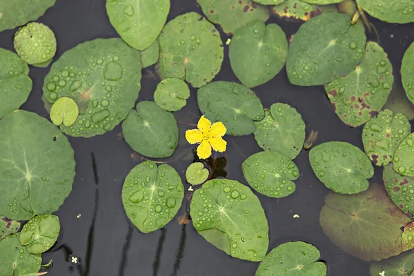 Uma Flor Parque Coréia — Fotografia de Stock