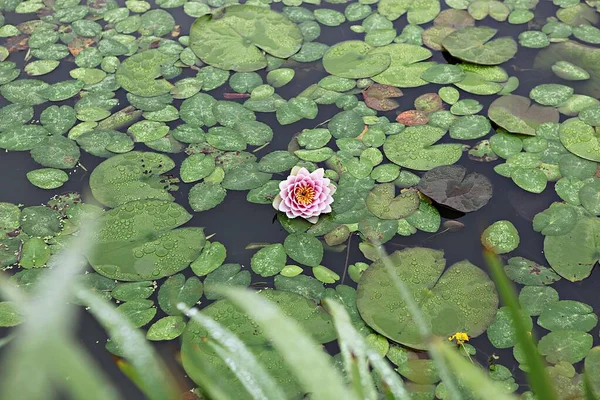 Květina Korejském Parku — Stock fotografie