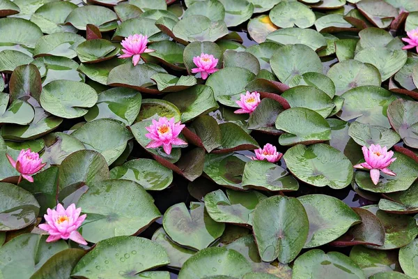 Kore parkında bir çiçek..