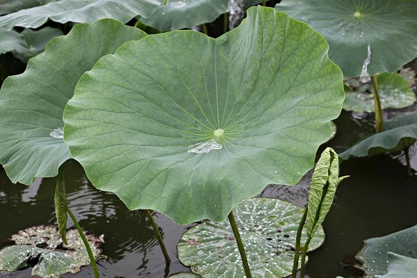 Het Een Bloem Korea Park — Stockfoto