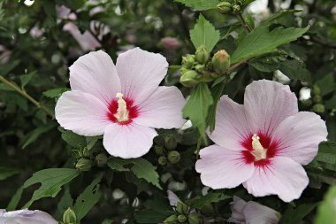 Bu Kore çiçeği, mugunghwa..