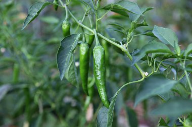  Bunlar Kore gıda ekinleri.