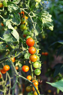 Bunlar Kore gıda ekinleri.