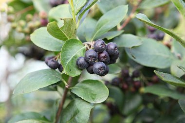  Bunlar Kore gıda ekinleri.